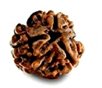 5 Mukhi Rudraksha Mala - Certified